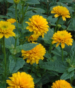 Heliopsis hel. 'Asahi'