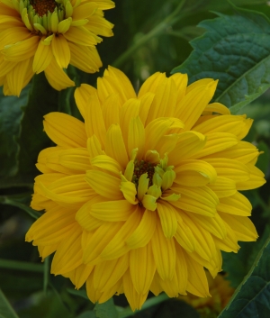 Heliopsis hel. 'Goldgefieder'