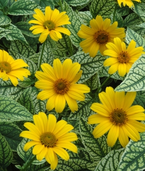 Heliopsis 'Loraine Sunshine' ®