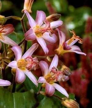 Tricyrtis hirta 'Tojen'