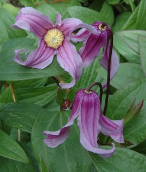 Clematis integr. 'Floris Vijf'