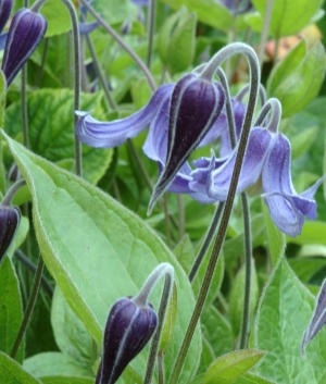 Clematis integrifolia