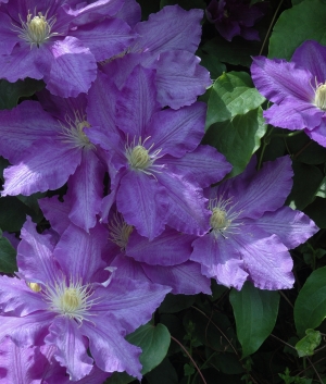 Clematis 'Jackmanii'