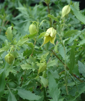 Clematis mongolifolia Gold