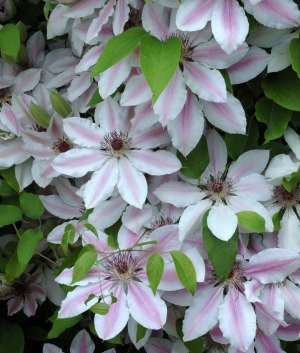 Clematis 'Nelly Moser'