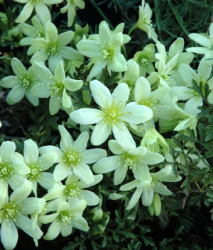 Clematis orientalis