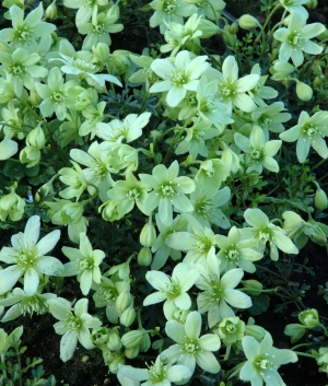 Clematis petriei