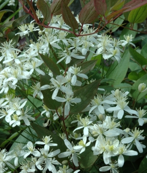 Clematis recta 'Purpurea'