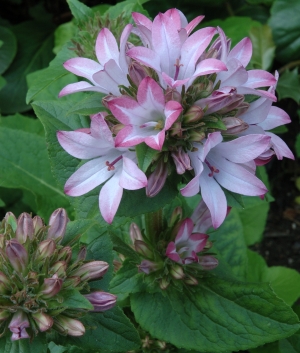 Campanula glomerata 'Caroline'