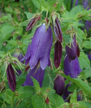 Campanula 'Kent Belle'