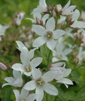 Campanula lact. 'Alba'