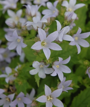 Campanula lact. 'Loddon Anna'