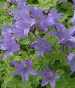 Campanula lact. 'Prichard Variety'