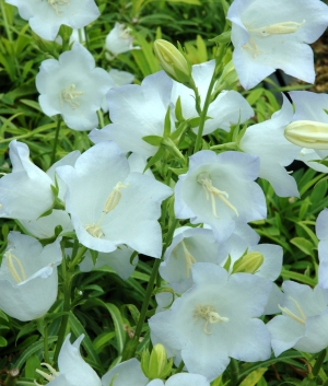 Campanula pers. 'Kelly's Gold'