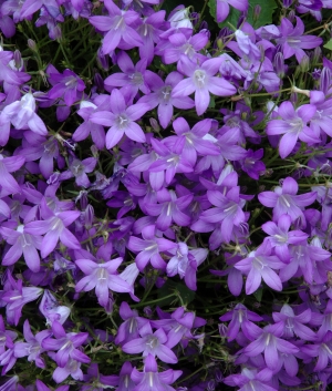 Campanula portenschlagiana