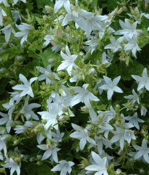 Campanula pos. 'E.H.Frost'