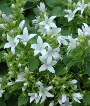 Campanula pos. 'Nana Alba'