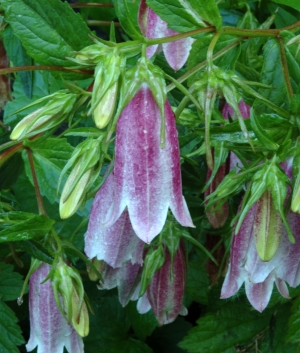 Campanula punctata 'Elisabeth'