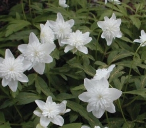 Anemone nemerosa 'Vestal Double'