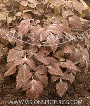 Corydalis quant. 'Chocolate Stars'