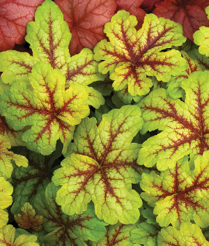 Heucherella 'Alabama Sunrise'  ®