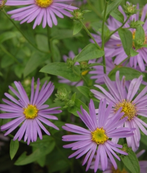 Aster am. 'Sonia'