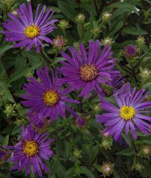 Aster am. 'Veilchenkönigin'