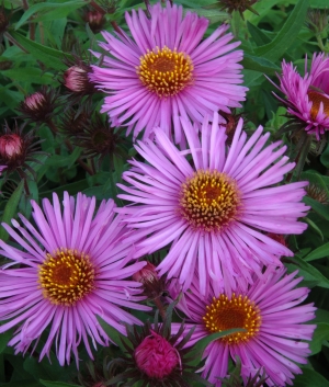 Aster nov. angl. 'Barr's Pink'