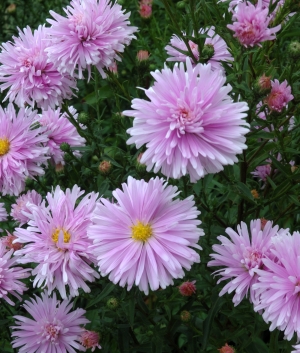 Aster n.b. 'Fellowship'