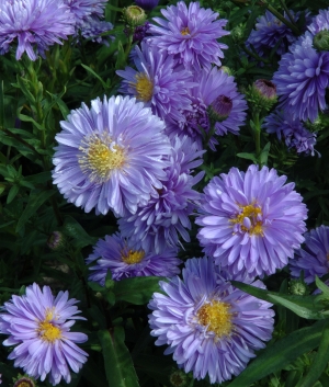 Aster n.b. 'Marie Ballard'