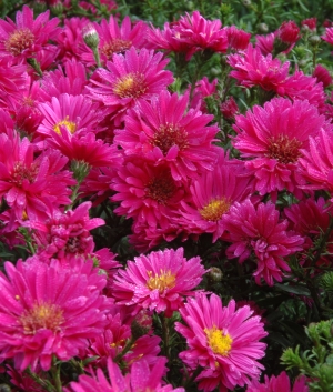 Aster n.b. 'Royal Ruby'