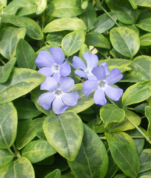 Vinca minor 'Blue and Gold'