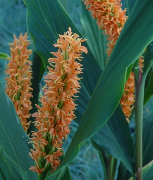 Hedychium dens. 'Assam Orange'