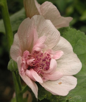 Alcea 'Parkfrieden'