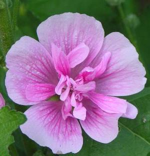 Alcea 'Park Rondell'