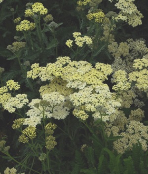 Achillea mill. 'Alabaster'