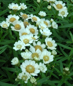 Achillea ptarmica  'Nana Compacta'