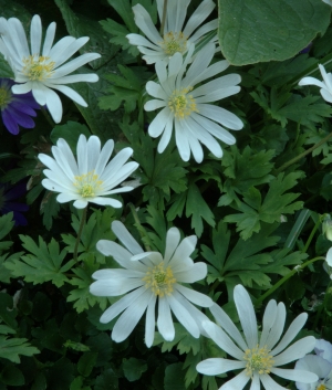 Anemone blanda 'White Superior'