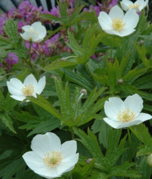 Anemone sylvestris