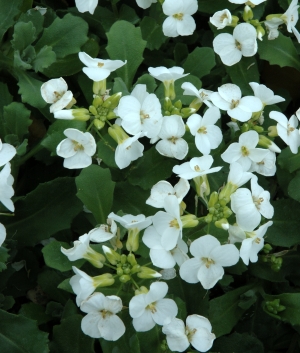 Arabis cauc. 'Bakkely'