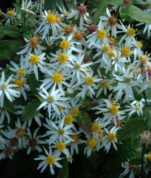 Aster divaricatus