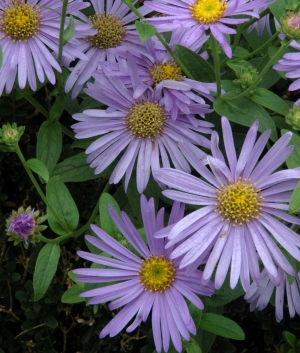 Aster frik. 'Mönch'