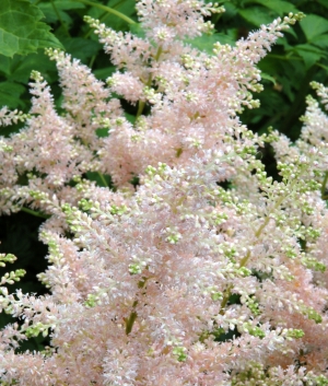 Astilbe 'Europa'