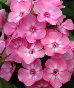 Phlox pan. 'Sweet Summer ® Candy' (syn. Compact Rose White) Ditosdre