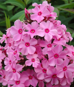 Phlox pan. 'Sweet Summer ® Melody' (syn. Rose Red) Ditosmel