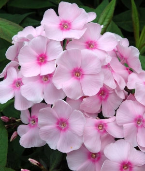 Phlox pan. 'Sweet Summer ® Sensation' (syn. Soft Pink) Ditosse 