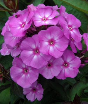 Phlox pan. 'Sweet Summer ® Temptation' (syn. Purple White) Ditostem