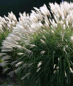 Miscanthus sin. 'Kleine Silberspinne'