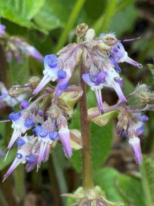 Trachystemon orientale