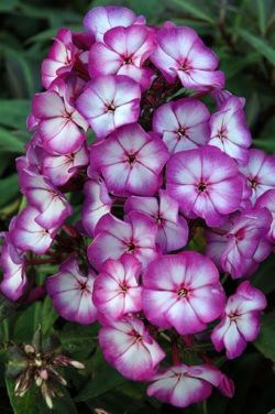 Phlox pan. 'Sweet Summer &reg; Fantasy'